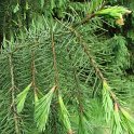 Picea breweriana rameau